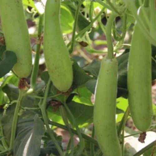 SURAJ DEVRAJ (SCLH-1053)